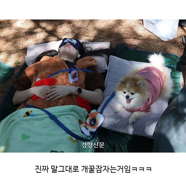 서울숲에서 열린 개꿀잠대회 | 인스티즈