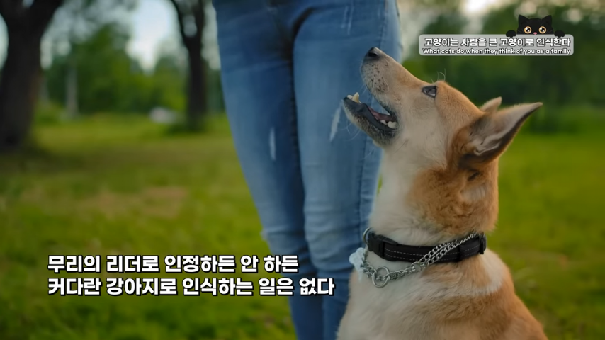 고양이와 강아지의 인식 차이 | 인스티즈