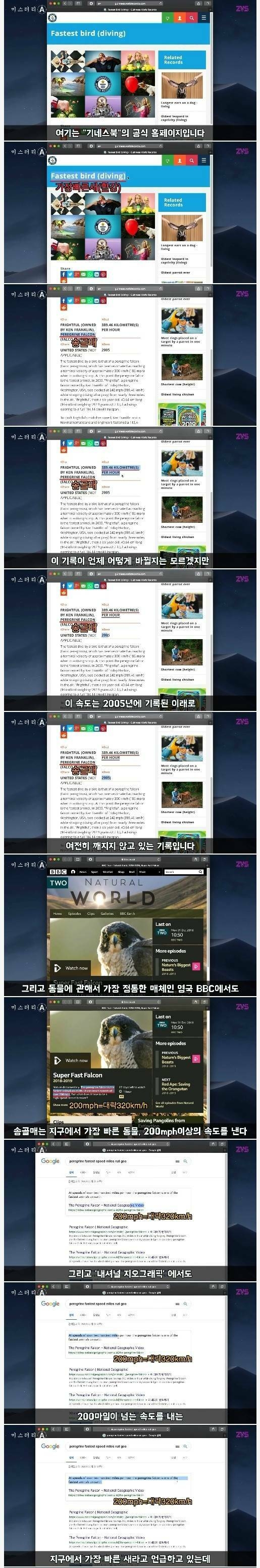 한국에서 목격된 세계에서 가장 빠른 새 | 인스티즈