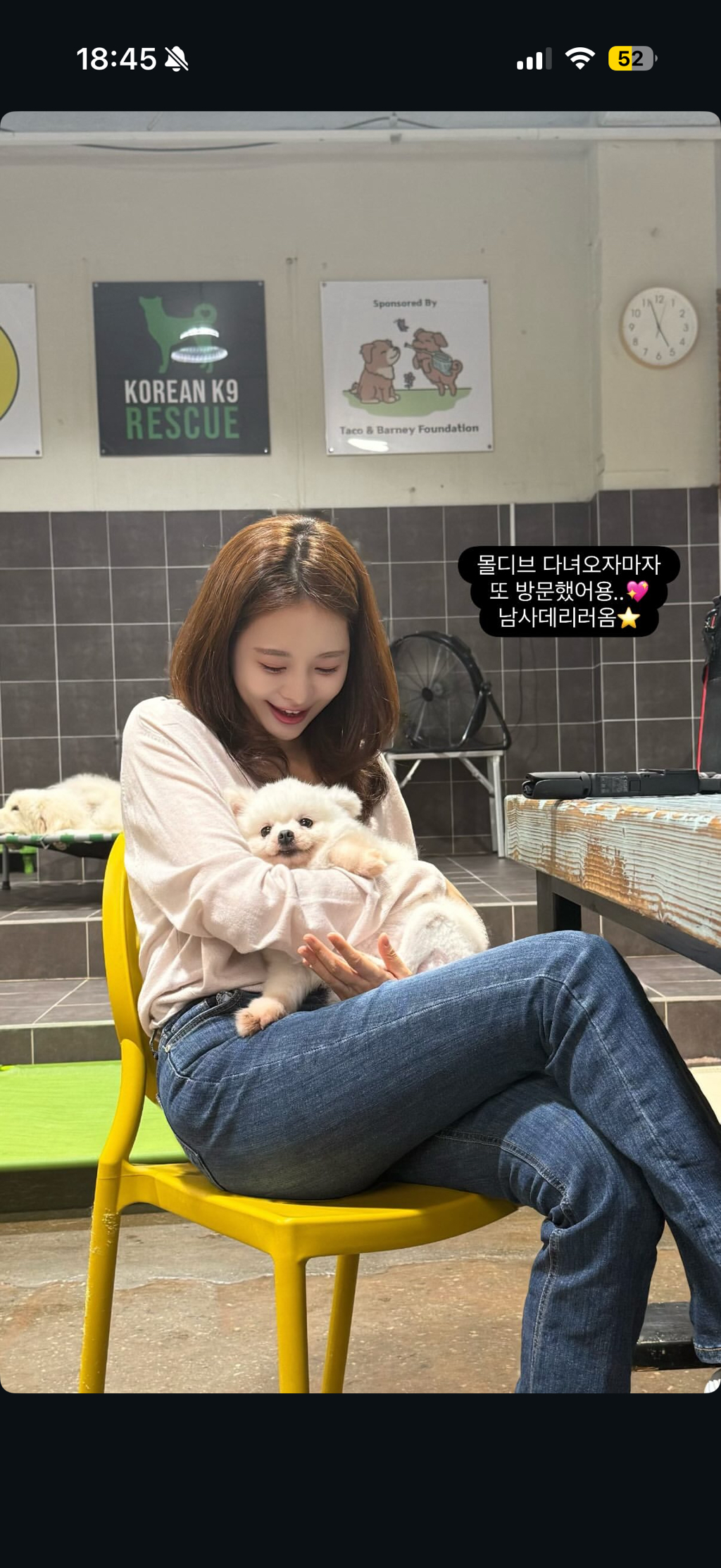 강아지공장에서 50마리 출산한 번식견 입양한 아옳이 | 인스티즈