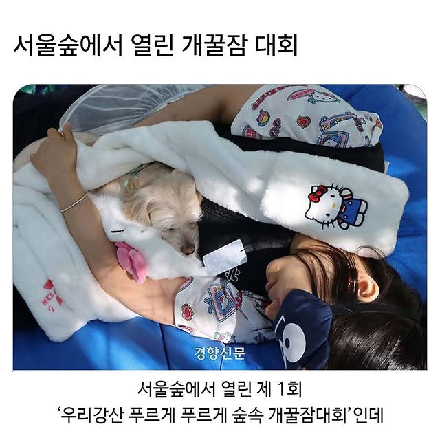 서울숲에서 열린 개꿀잠대회 | 인스티즈