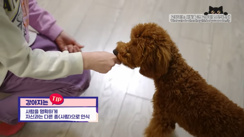 고양이와 강아지의 인식 차이 | 인스티즈