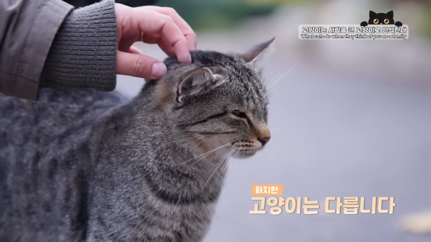 고양이와 강아지의 인식 차이 | 인스티즈