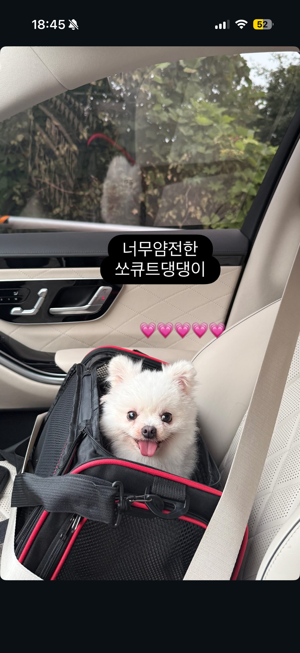 강아지공장에서 50마리 출산한 번식견 입양한 아옳이 | 인스티즈