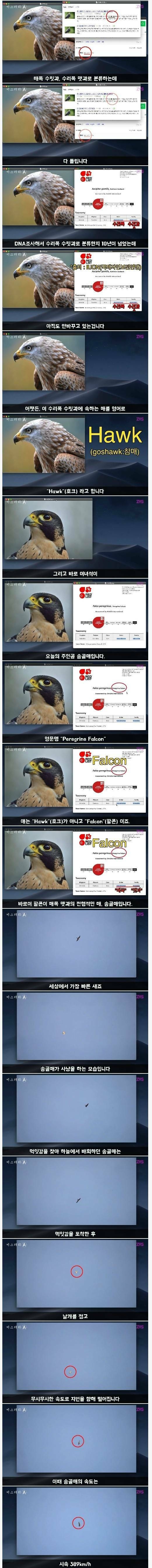 한국에서 목격된 세계에서 가장 빠른 새 | 인스티즈
