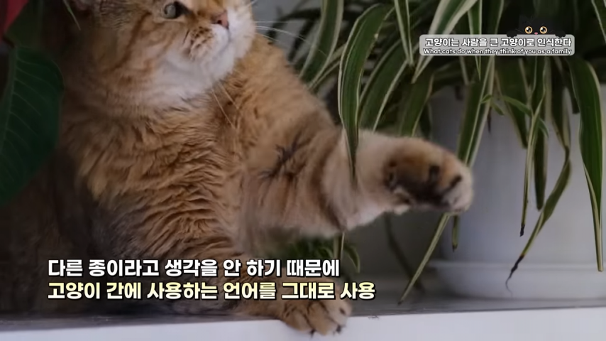 고양이와 강아지의 인식 차이 | 인스티즈