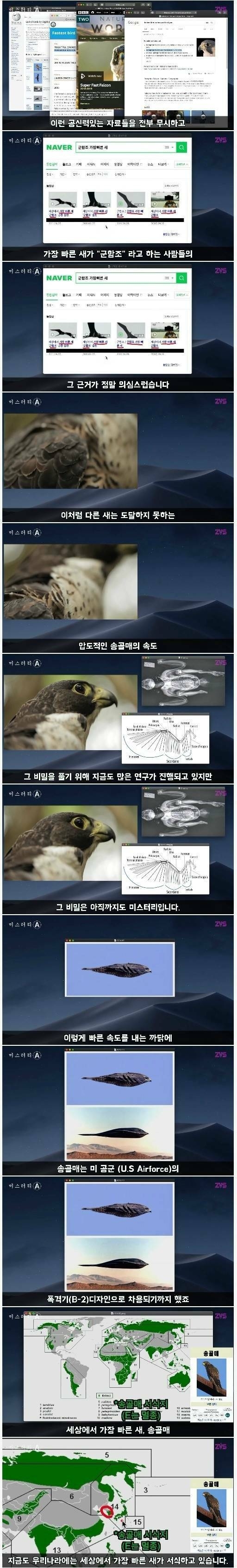 한국에서 목격된 세계에서 가장 빠른 새 | 인스티즈