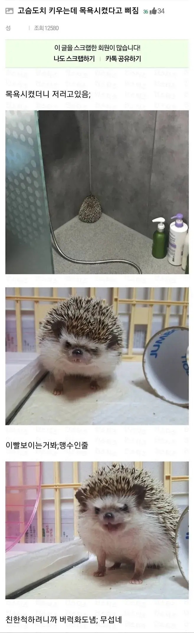 목욕시켰더니 삐진 고슴도치 | 인스티즈