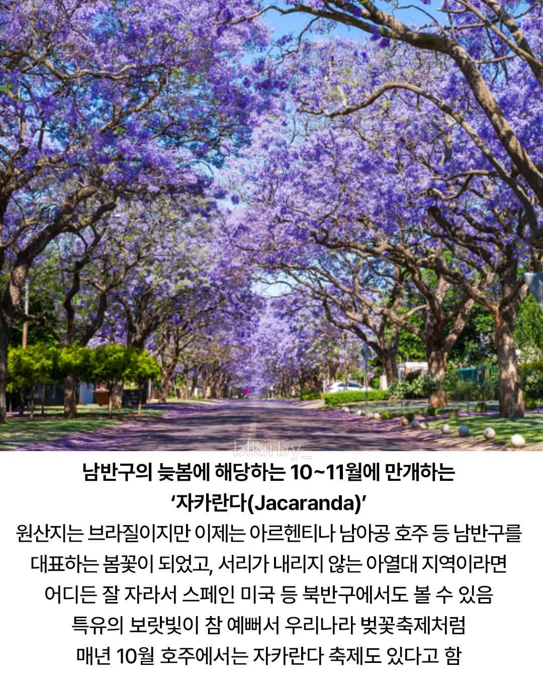 남반구의 대표 봄꽃 | 인스티즈