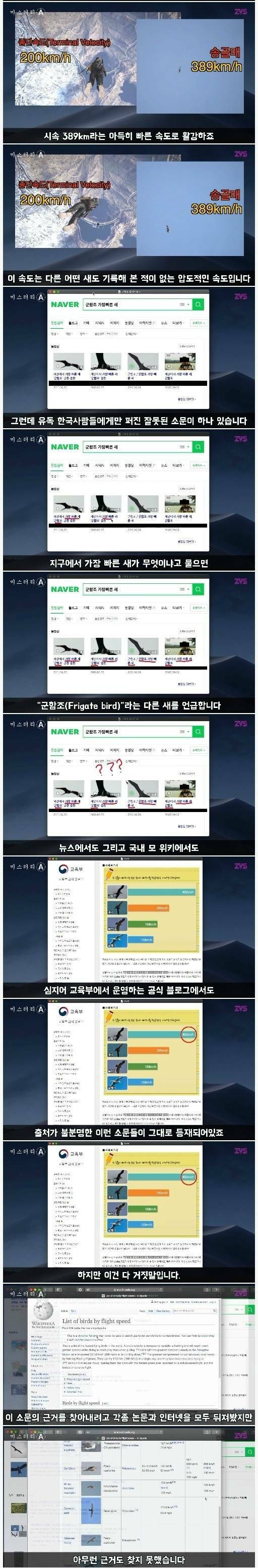 한국에서 목격된 세계에서 가장 빠른 새 | 인스티즈