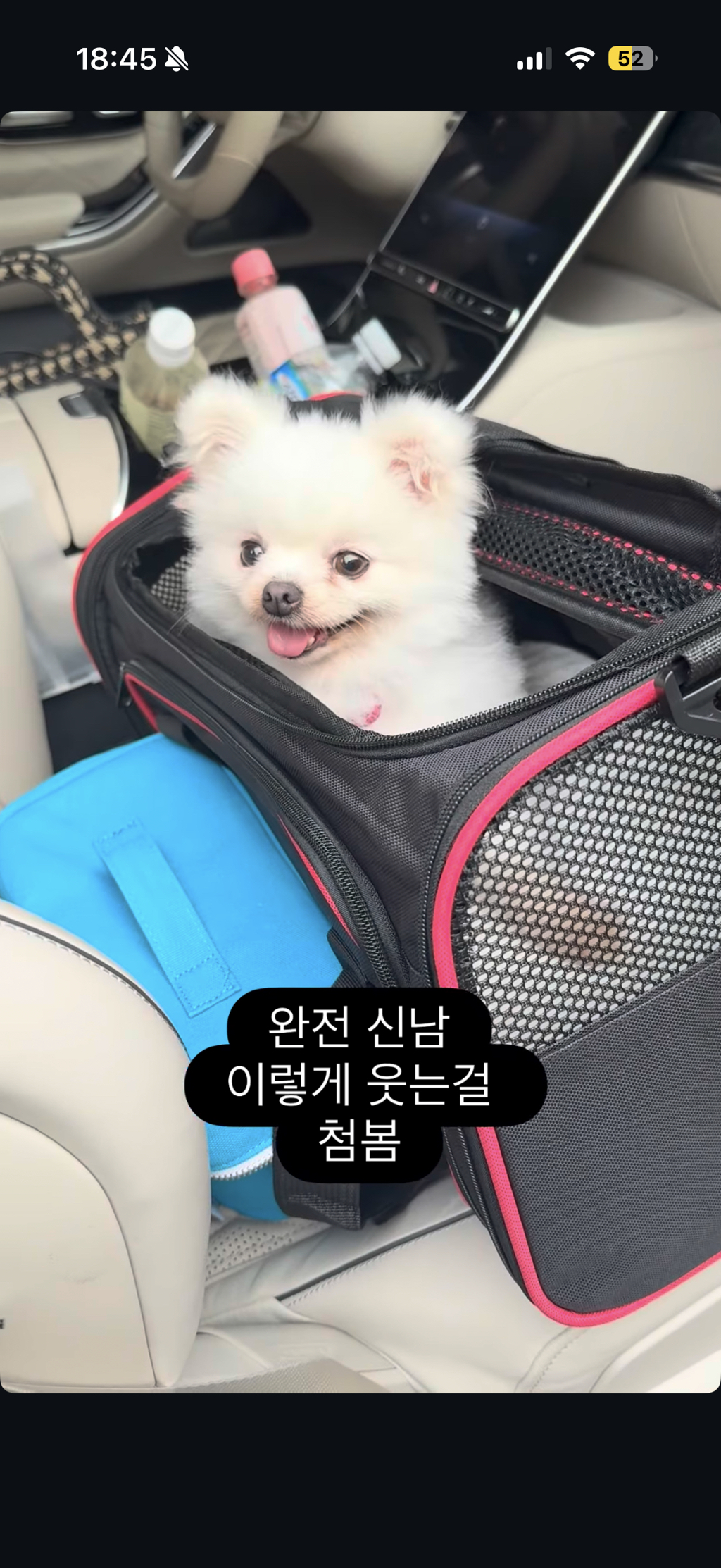 강아지공장에서 50마리 출산한 번식견 입양한 아옳이 | 인스티즈