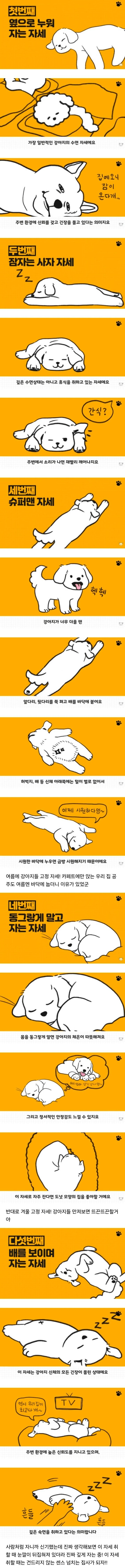 강아지의 상황별 수면자세 | 인스티즈