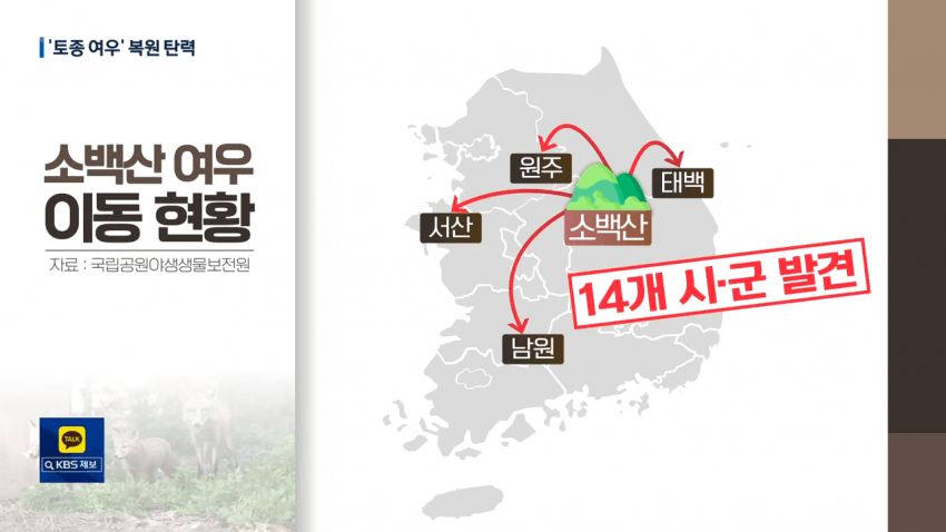 우리나라 멸종위기 토종 여우 | 인스티즈