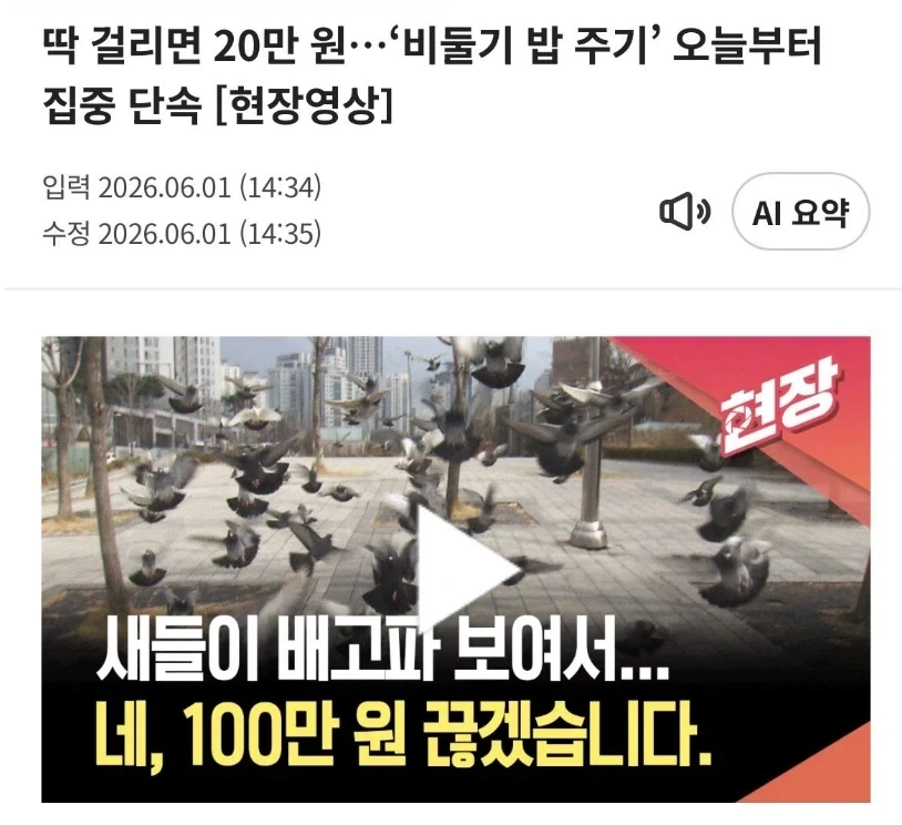 이제 ㅈ됐다는 비둘기 먹이주는 사람들 .jpg | 인스티즈