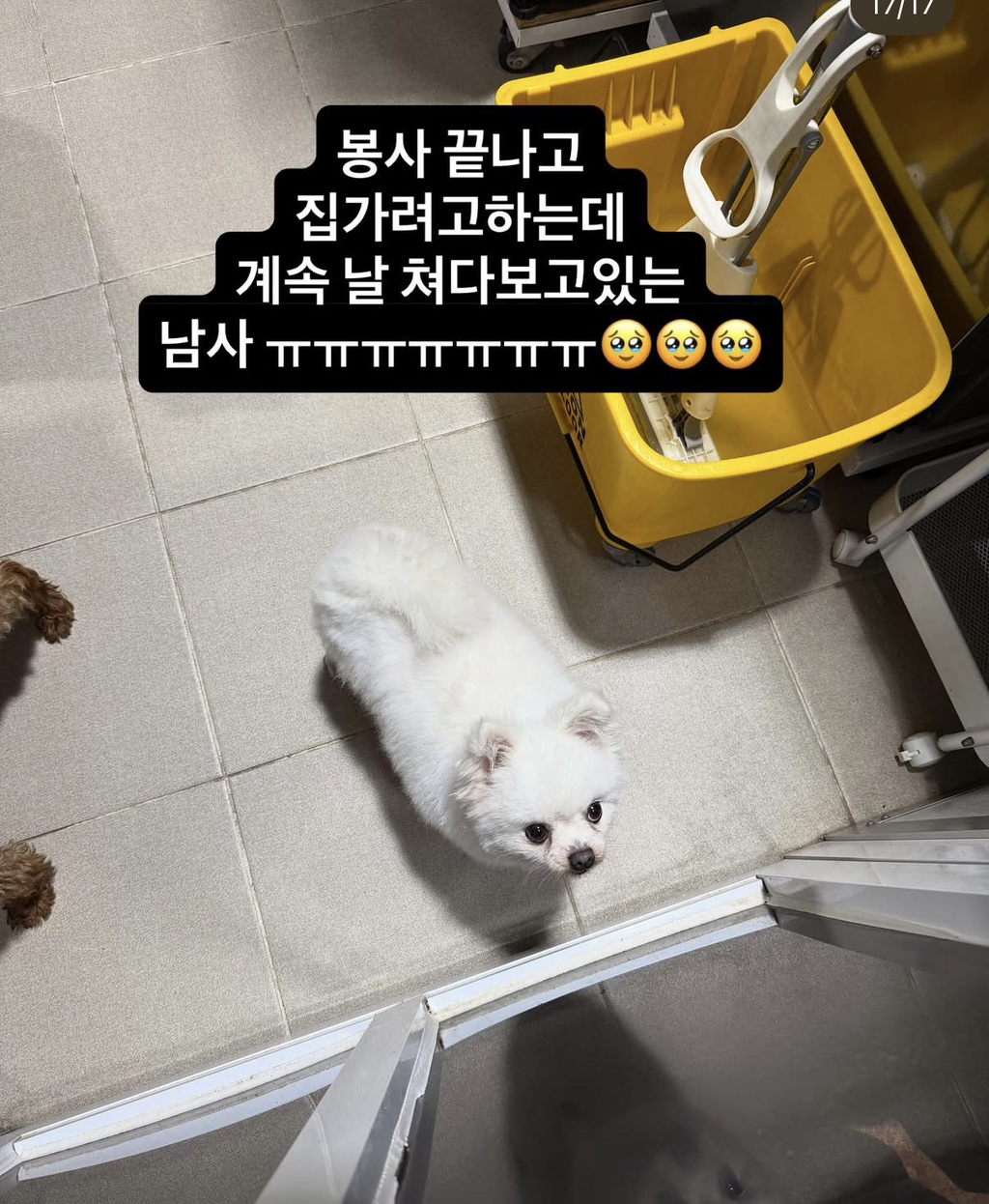 강아지공장에서 50마리 출산한 번식견 입양한 아옳이 | 인스티즈