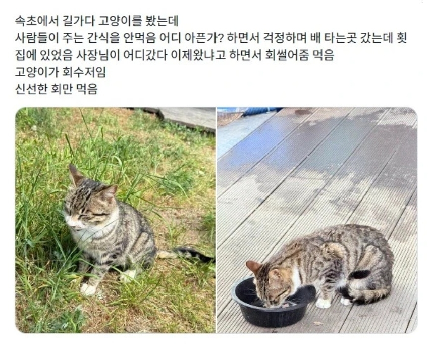 속초의 한 길고양이가 먹이를 안 먹은 이유 | 인스티즈