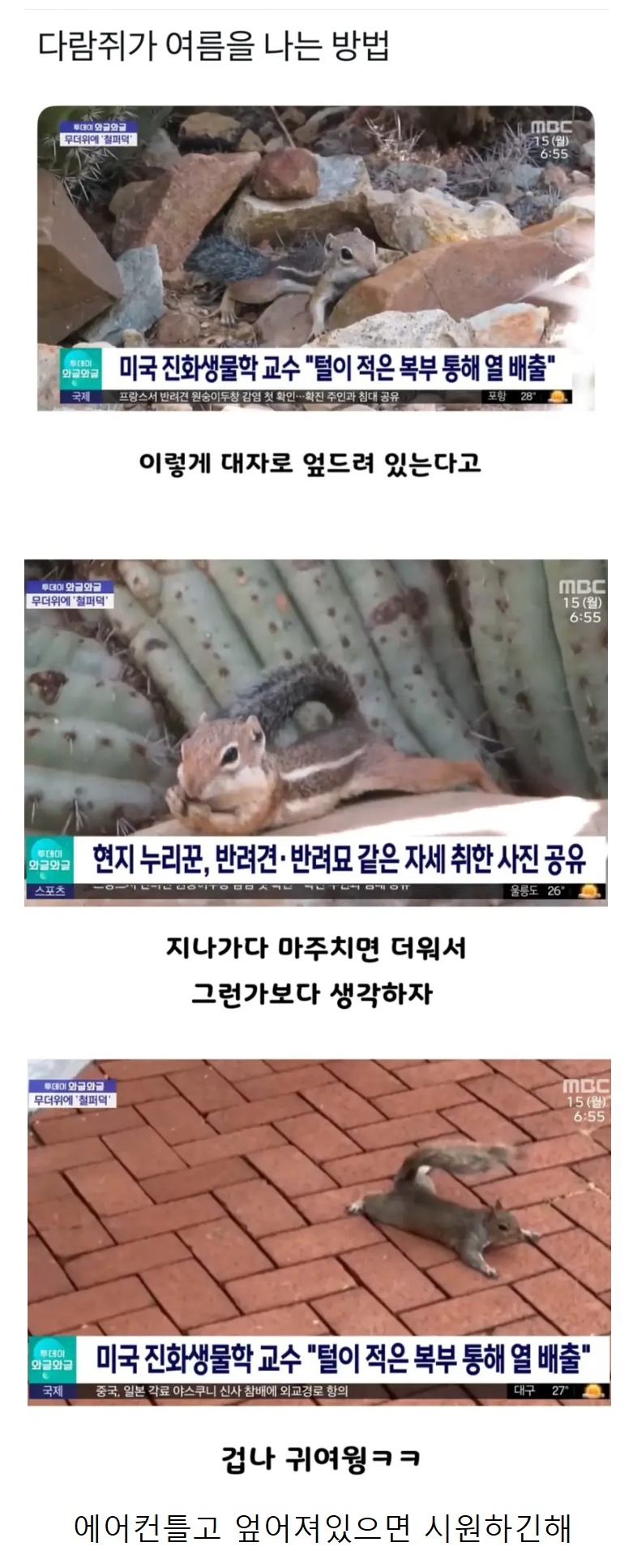 다람쥐가 여름을 보내는 방법 | 인스티즈