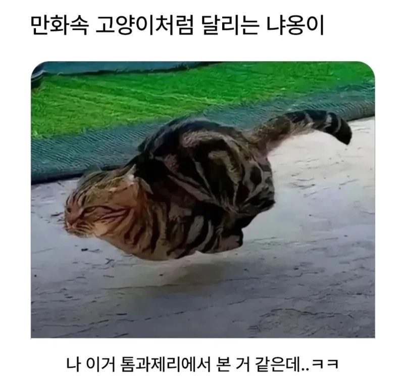 만화속 캐릭터처럼 달리는 고양이 | 인스티즈