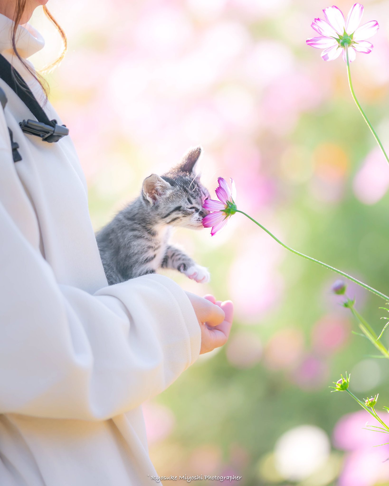 코스모스 향 맡는 아깽이 | 인스티즈