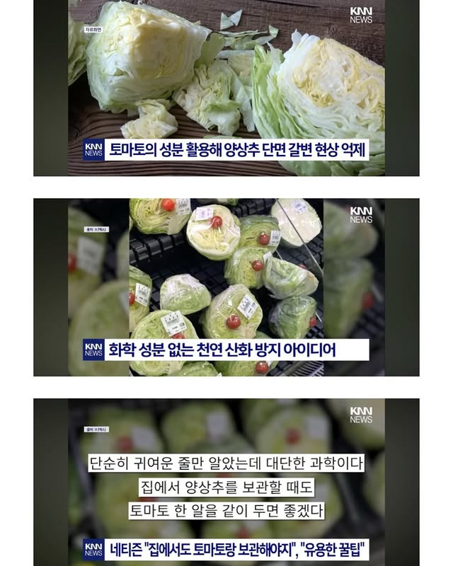 수박과 랩 사이에 방울토마토를 끼워넣은 이유 | 인스티즈