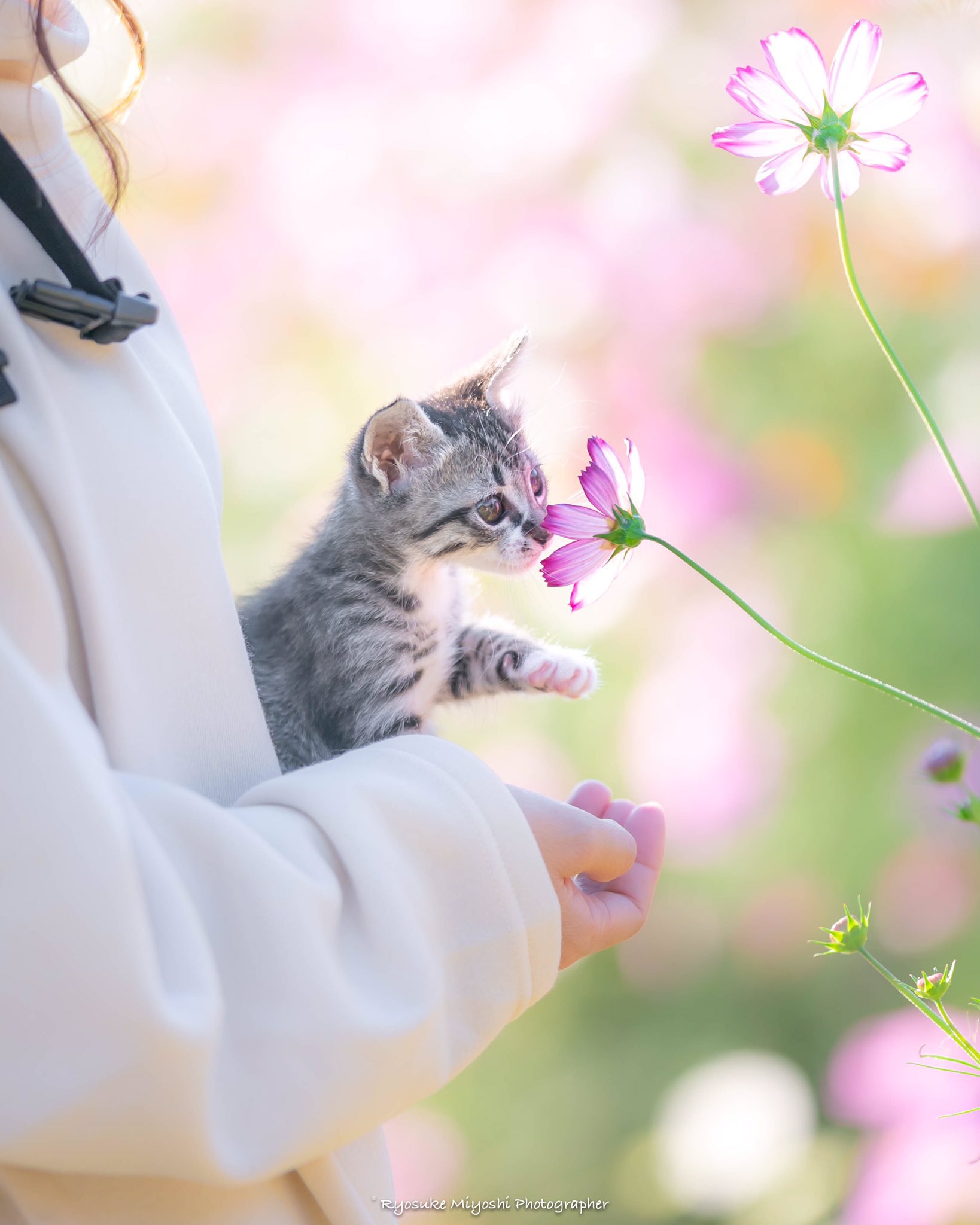 코스모스 향 맡는 아깽이 | 인스티즈