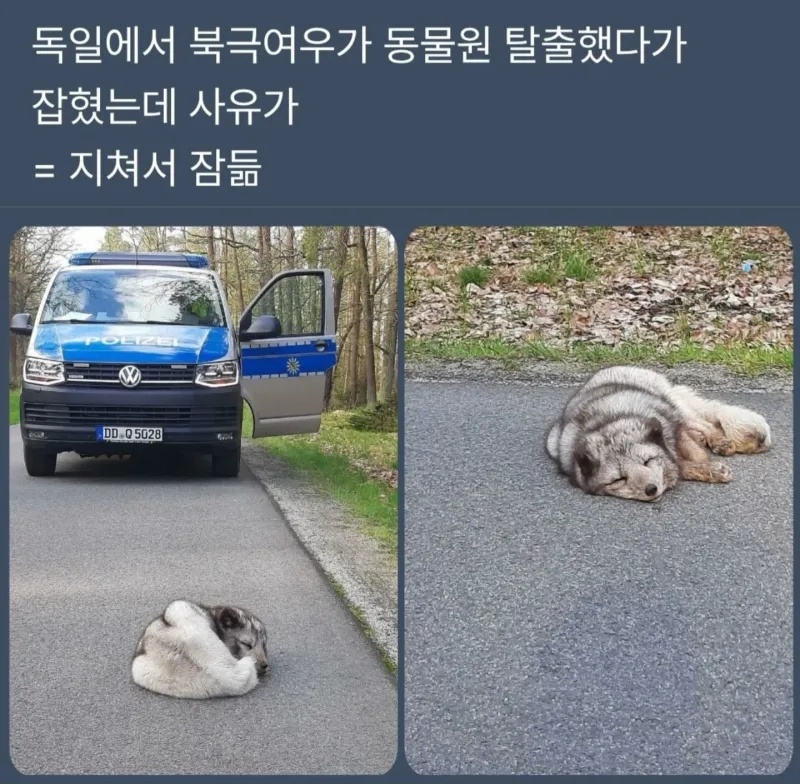 독일에서 북극여우가 탈출했다가 잡혔는데 | 인스티즈