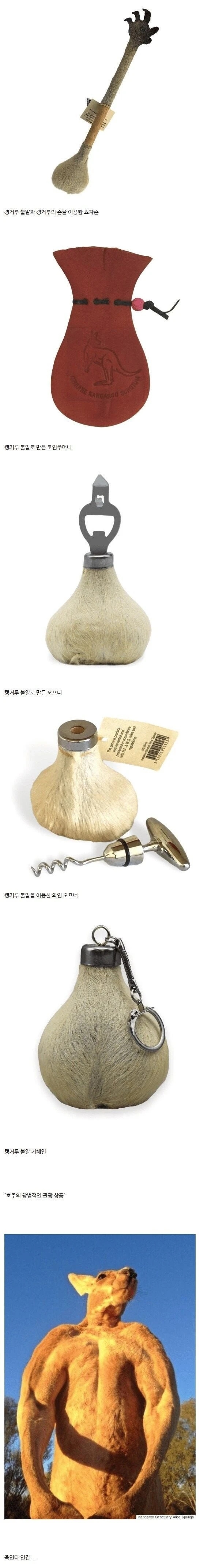캥거루가 인간을 싫어할만한 합당한 이유 | 인스티즈