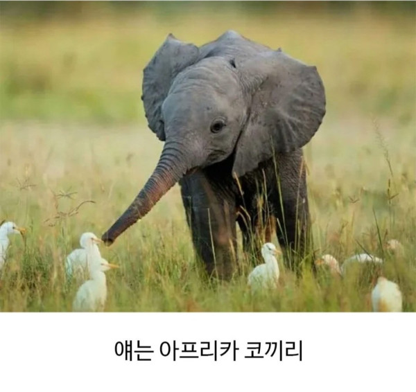 의외로 정확하다는 아기 코끼리 구분법 | 인스티즈
