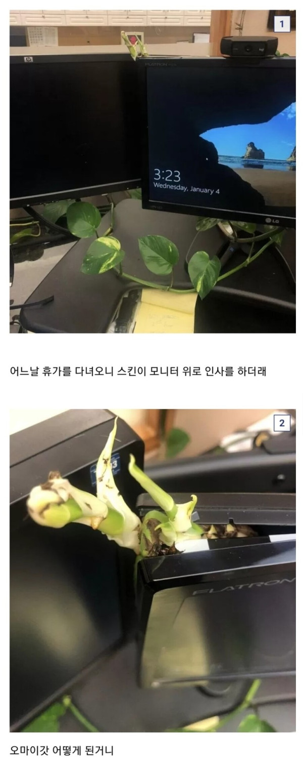 사무실에서 키우던 어느 식물 | 인스티즈