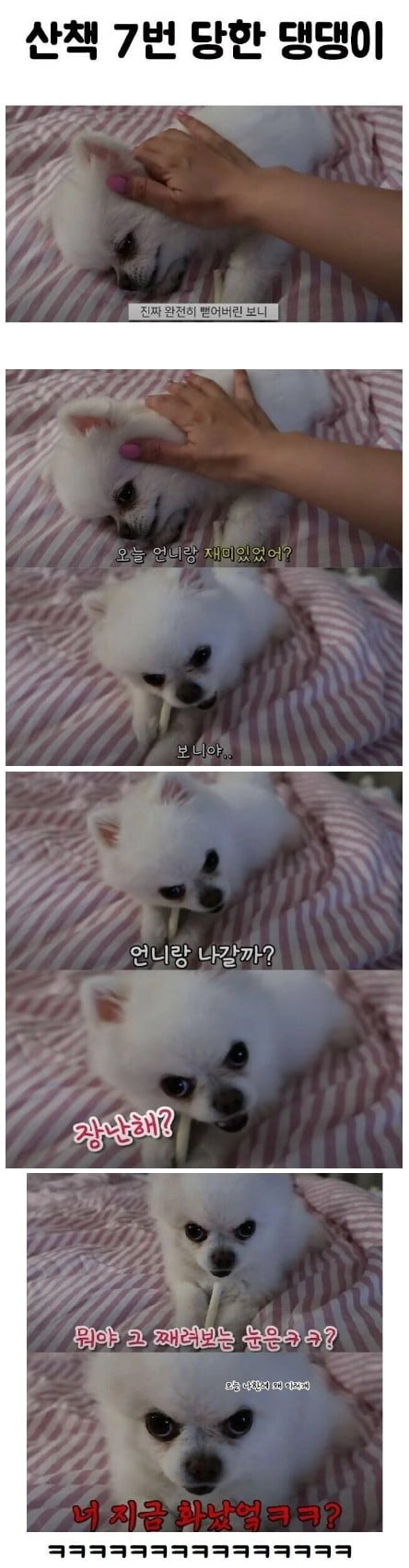 산책 7번 당한 댕댕이 | 인스티즈