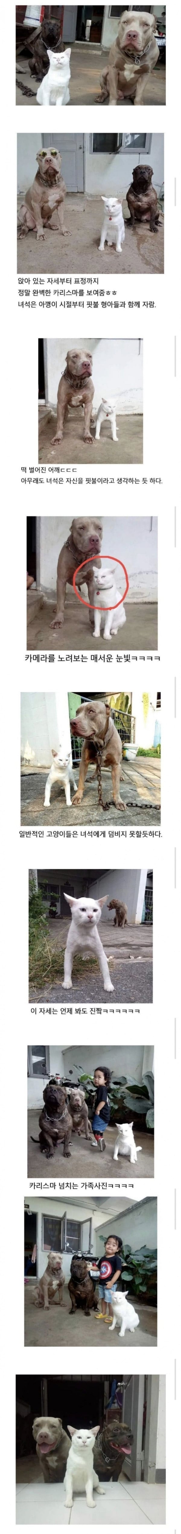 맹견과 함께 자란 고양이 | 인스티즈