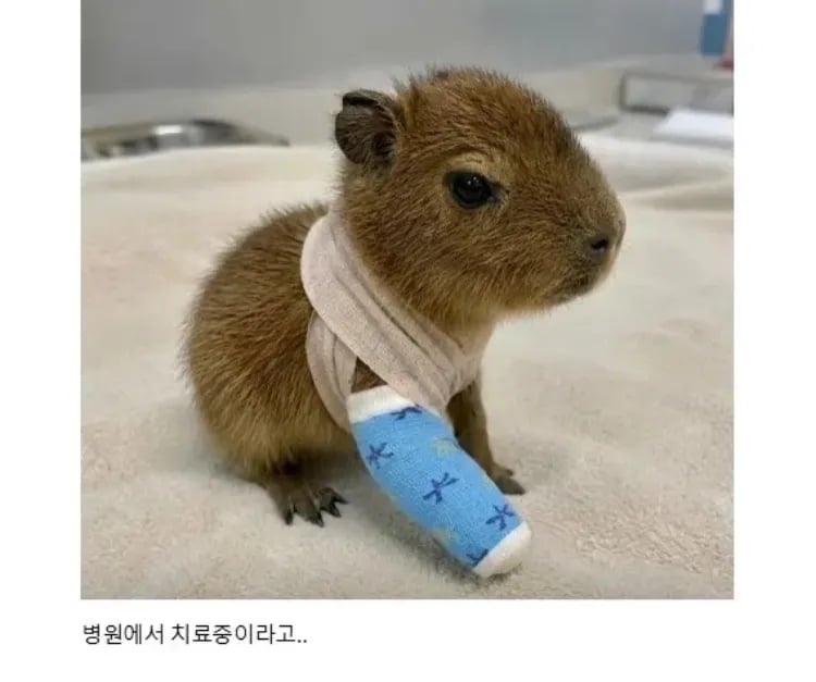 홍수에 휩쓸린 아기 카피바라 | 인스티즈