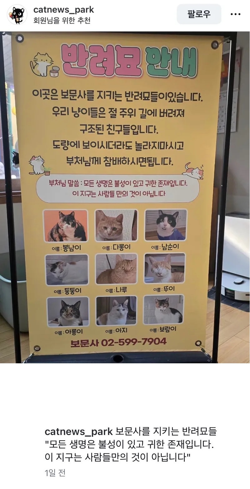 보문사에 있는 반려묘 고양이들 | 인스티즈