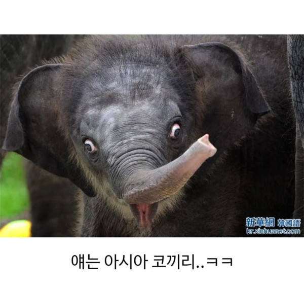 의외로 정확하다는 아기 코끼리 구분법 | 인스티즈