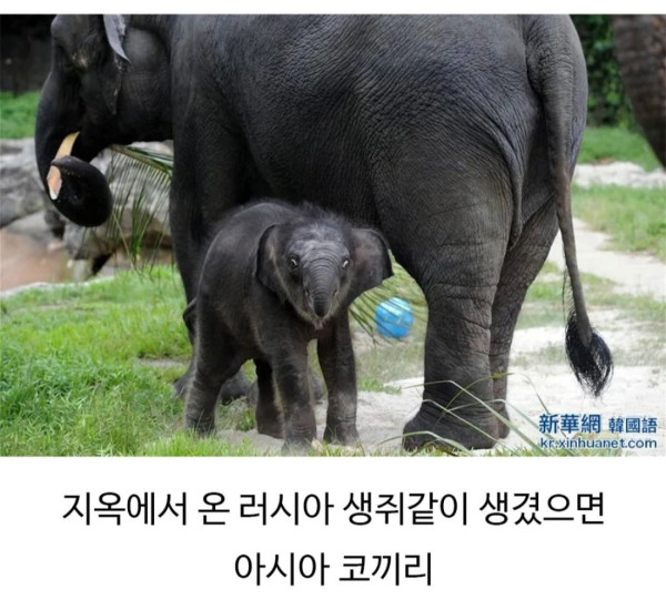 의외로 정확하다는 아기 코끼리 구분법 | 인스티즈