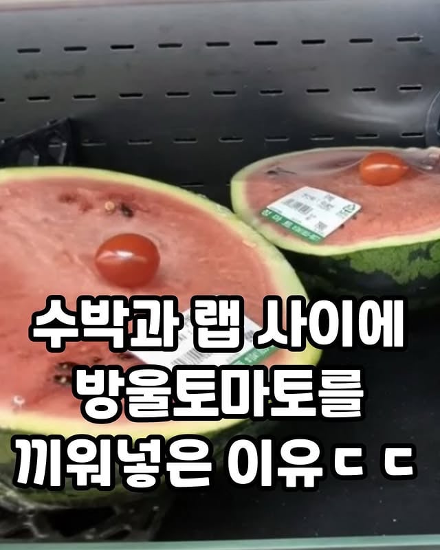 수박과 랩 사이에 방울토마토를 끼워넣은 이유 | 인스티즈