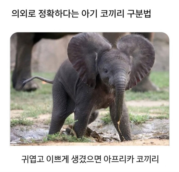 의외로 정확하다는 아기 코끼리 구분법 | 인스티즈