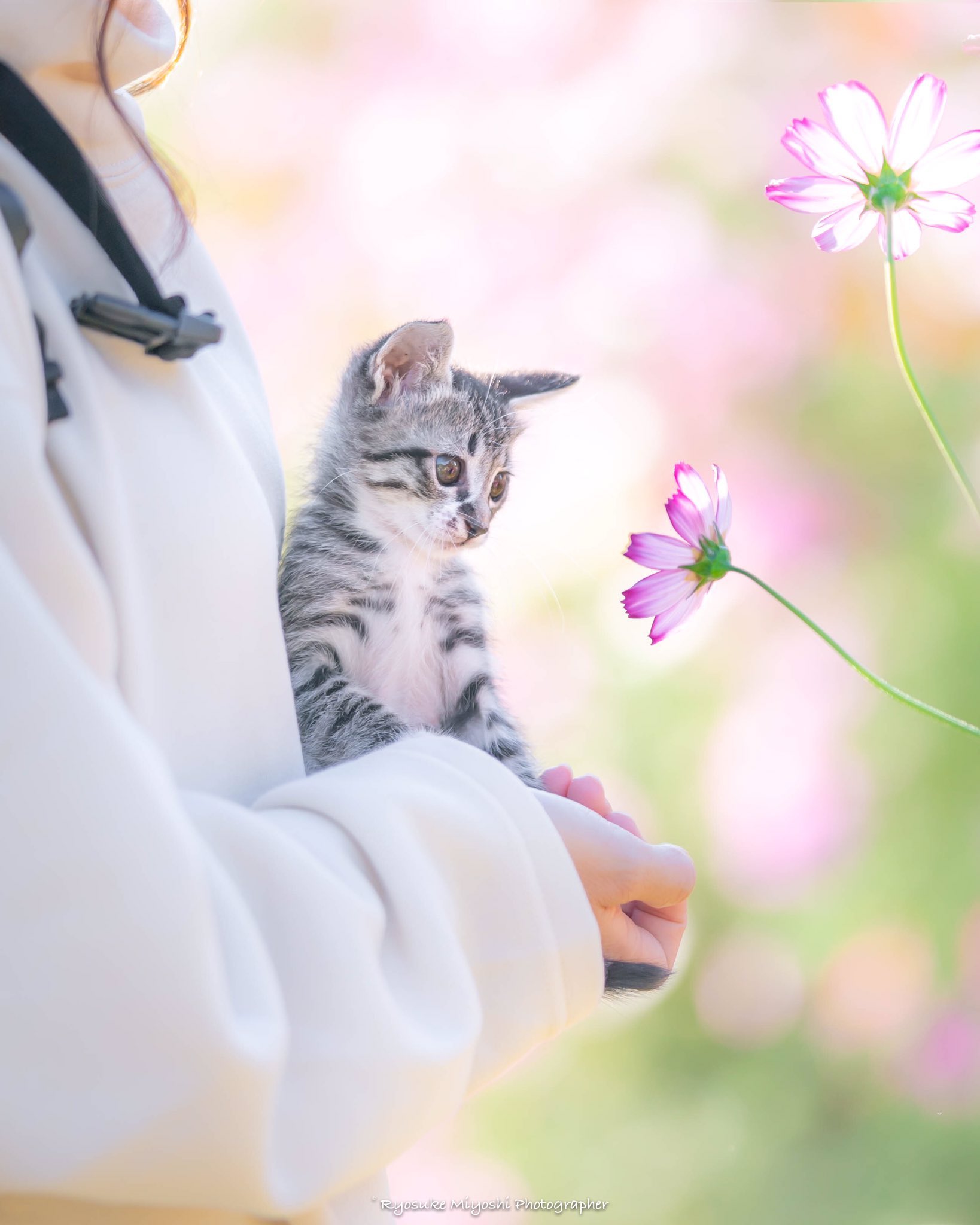 코스모스 향 맡는 아깽이 | 인스티즈