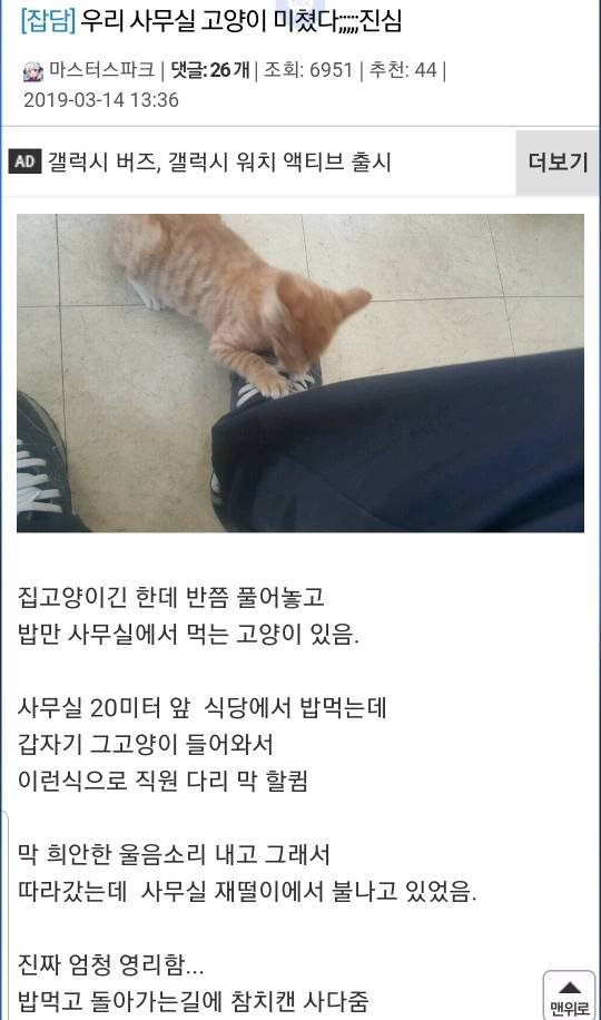 사무실을 구한 아기고양이 | 인스티즈