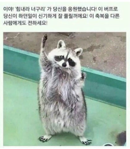 "힘내라 너구리" 당신을 응원했습니다! | 인스티즈