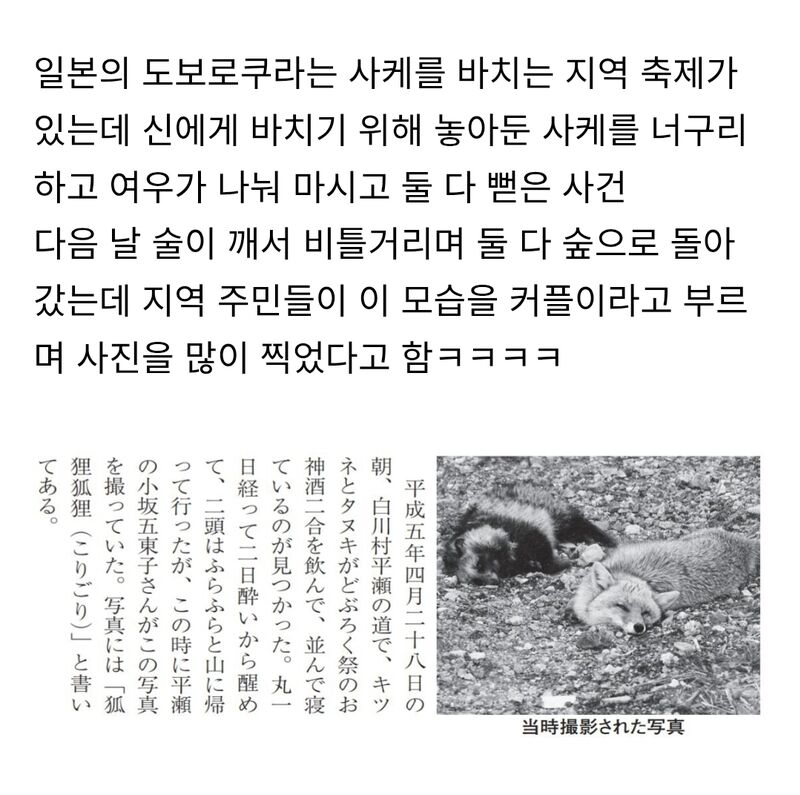 신사 근처에서 쓰러진채 발견된 너구리와 여우 | 인스티즈
