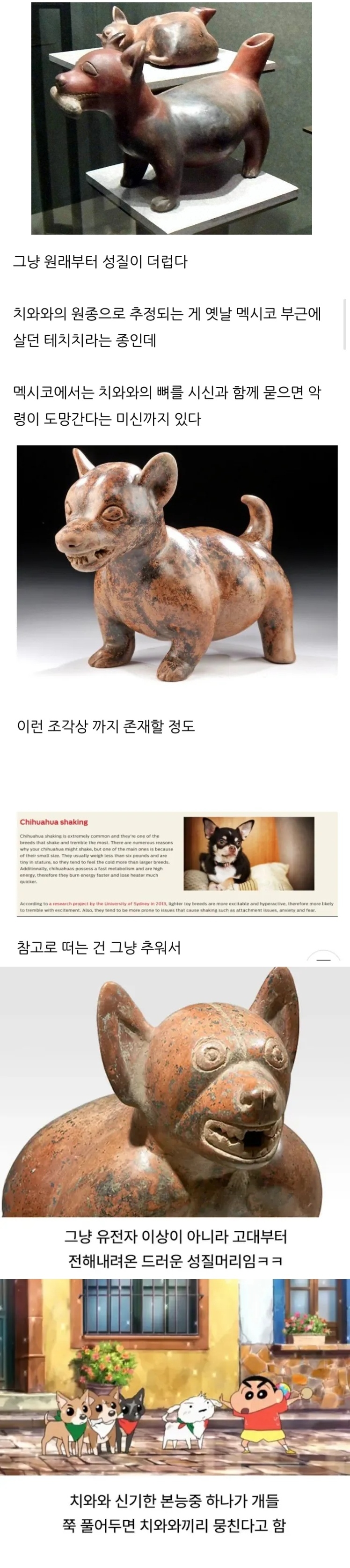 치와와 성질머리가 드러운 이유 | 인스티즈