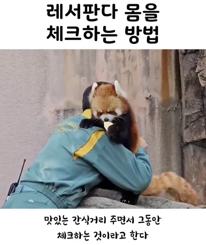 레서판다 몸을 체크하는 방법 | 인스티즈