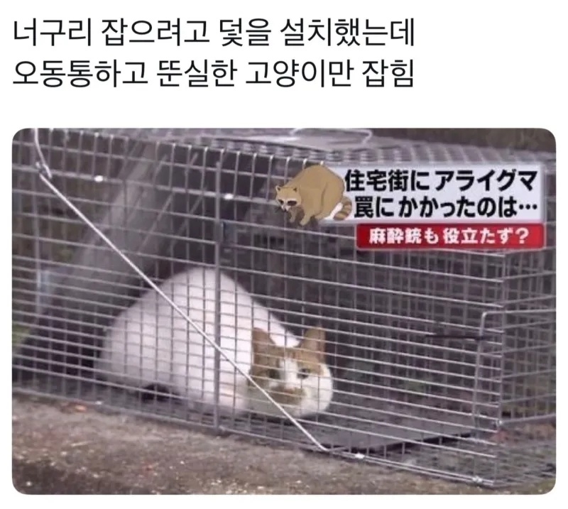 너구리 잡으려고 덫을 깔았는데 | 인스티즈