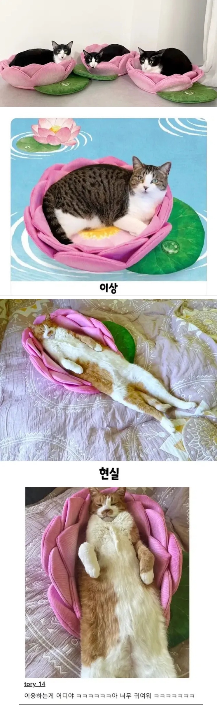 연꽃쿠션 이상과 현실 | 인스티즈