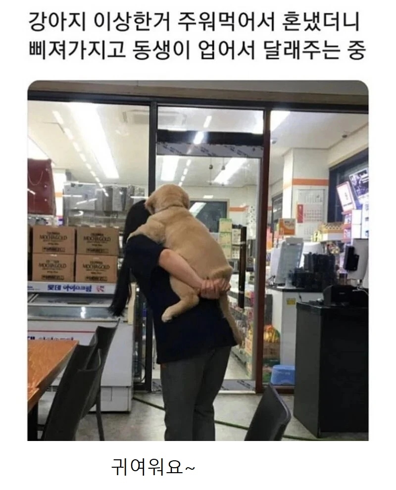 맘 상한 강아지 달래는 법 | 인스티즈