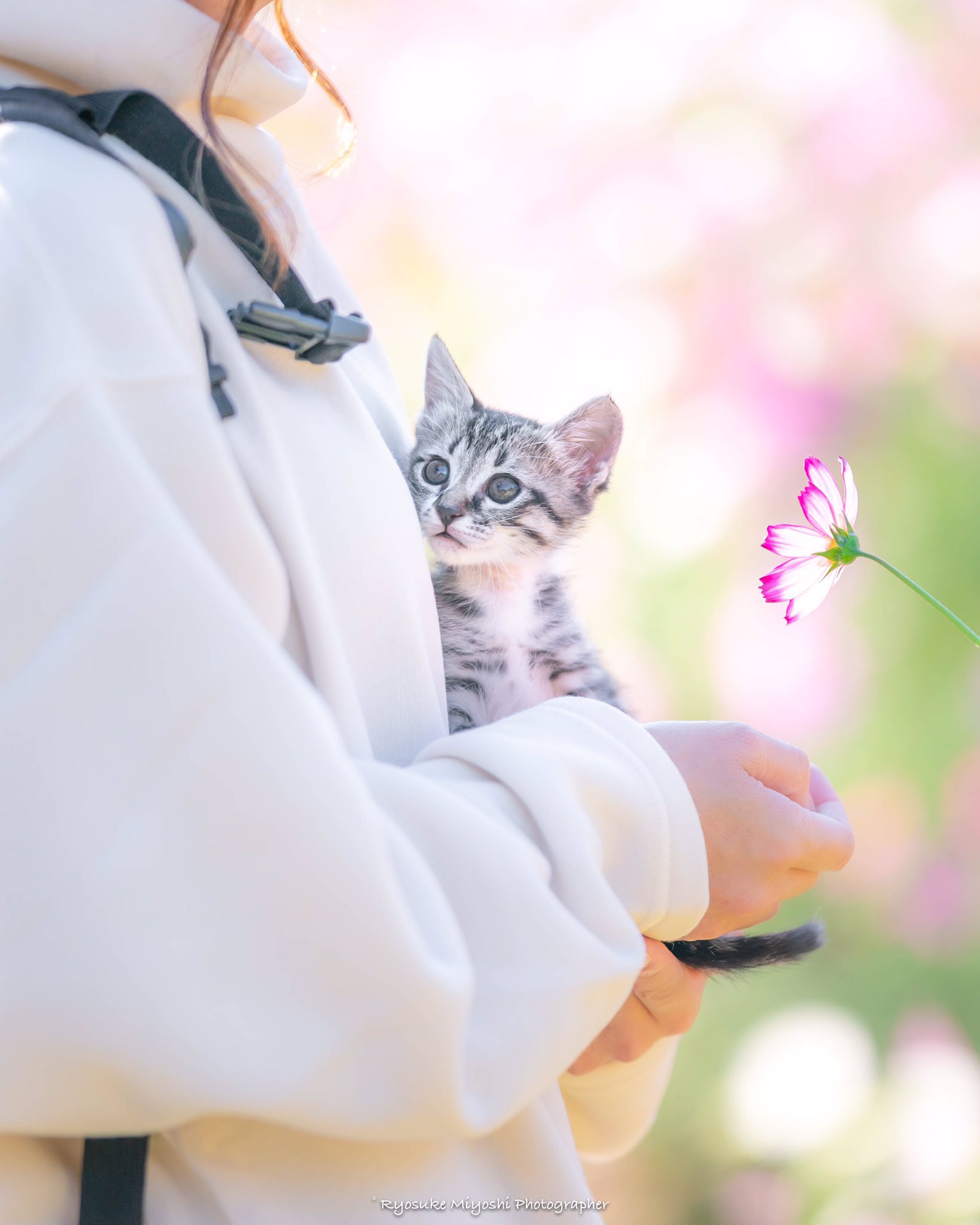 코스모스 향 맡는 아깽이 | 인스티즈