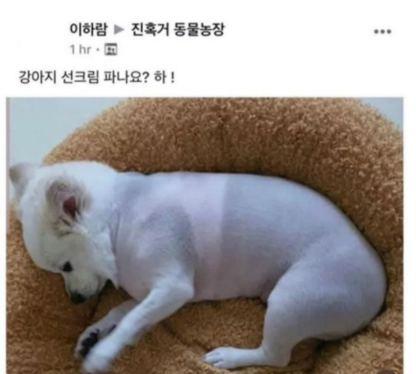 강아지 선크림 파나요? | 인스티즈
