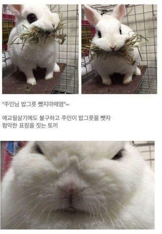 집사에게 밥그릇을 빼앗기자 험상궂은 표정을 짓는 토끼 | 인스티즈