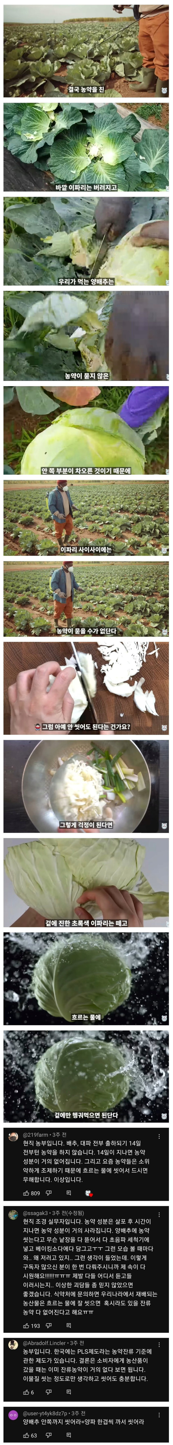 양배추 대충 씻어도 되는 이유 | 인스티즈